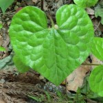 Asarum caulescens