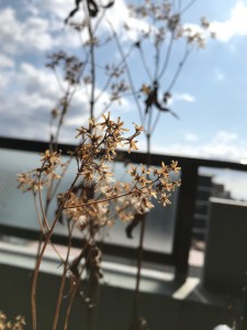 IMG_0513
