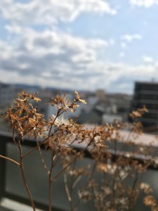 IMG_0516