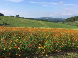 花さじき