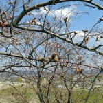 桜、木津川の堤防