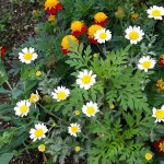 公園の花